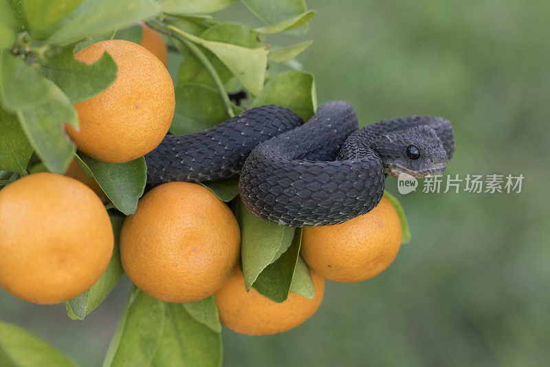 橙树上的有毒的黑灌木蝰蛇