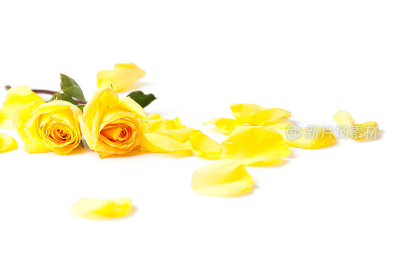 黄色玫瑰躺在白色的背景上