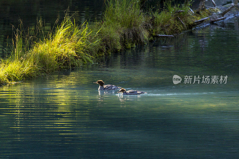 两只普通的秋沙鼠在泻湖中游泳