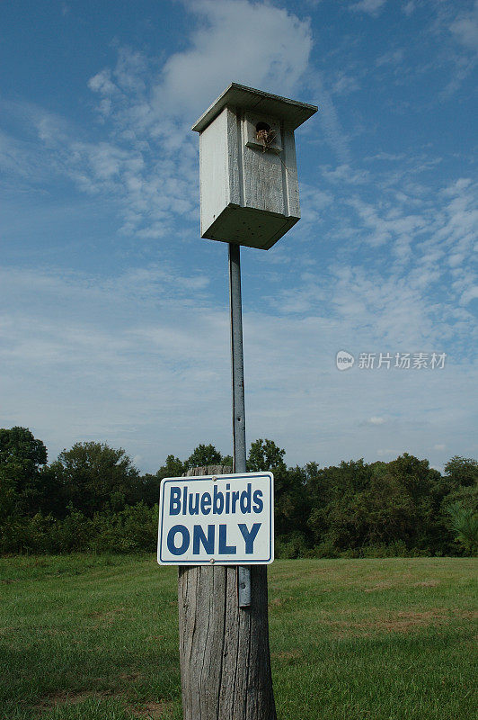 只有蓝鸟-一个隔离的社区