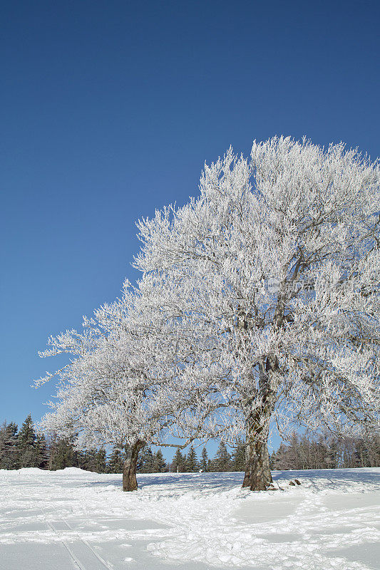 黑森林冬天的雪景