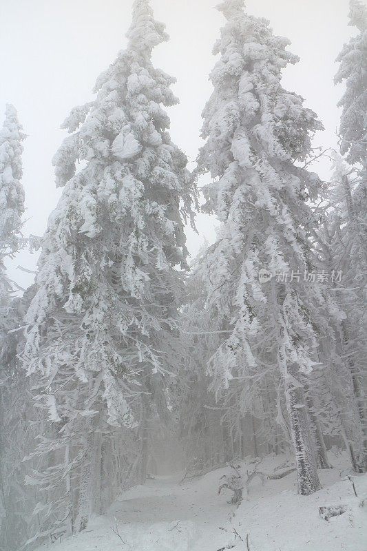 寒冷多雪的冬日黑森林