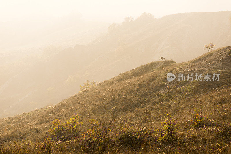 孤独的山山羊野山羊在荒凉的景观