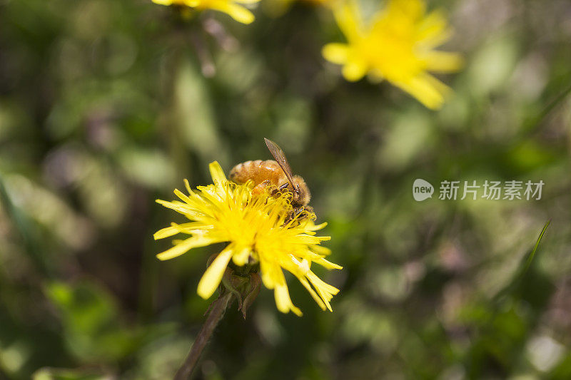 蜜蜂在黄色的蒲公英上