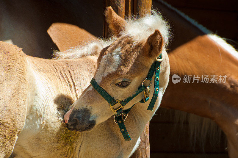 哈弗林格马驹抓挠自己