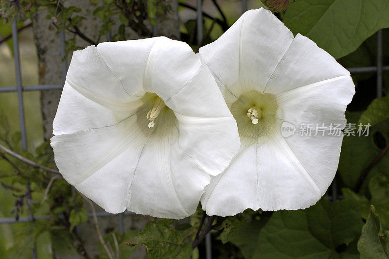 大旋花的两朵白色花