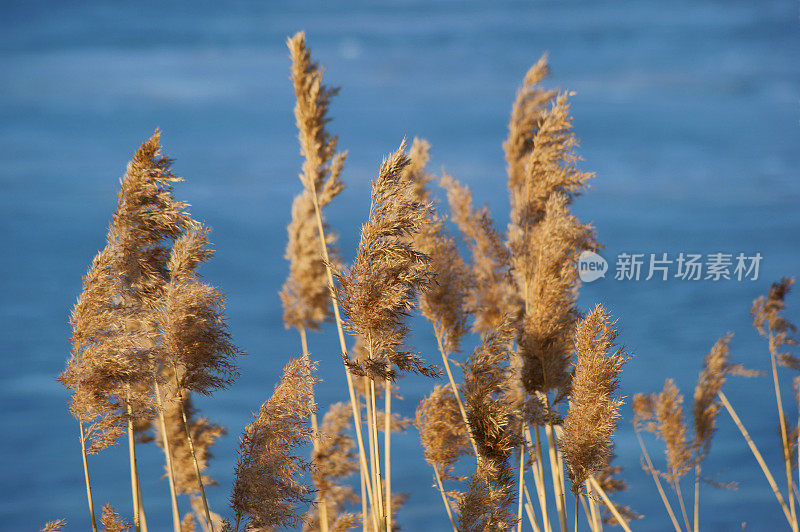 冬天池塘里的芦苇