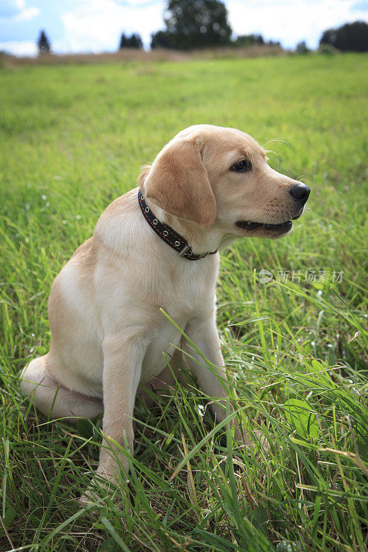 拉布拉多寻回犬