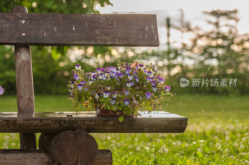 太阳和雨中的三色堇