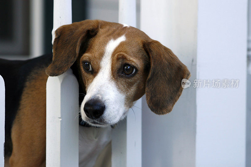 小猎犬号