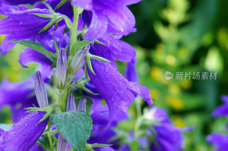 风铃花带着雨滴