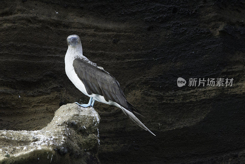 蓝脚鲣鸟