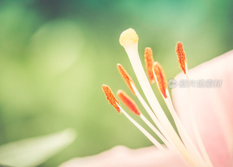 粉红百合花，花药和雄蕊特写