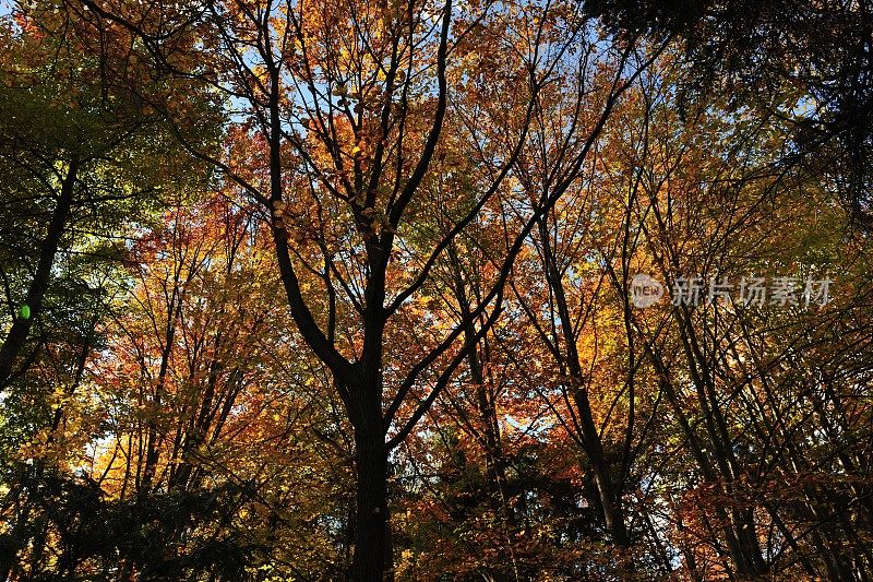 森林里的秋天之美