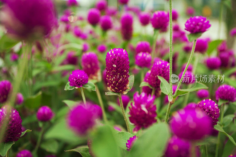 花浸-紫色的花闭合;选择聚焦;浅景深