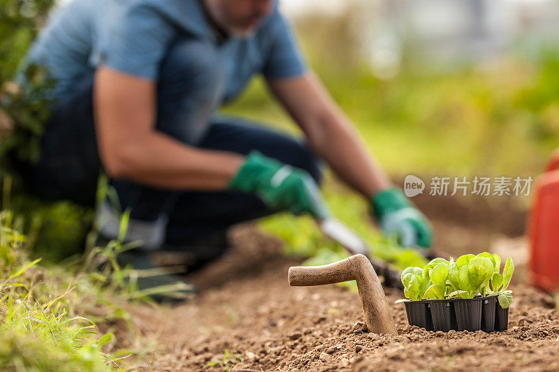 在有机蔬菜园内种植莴苣苗