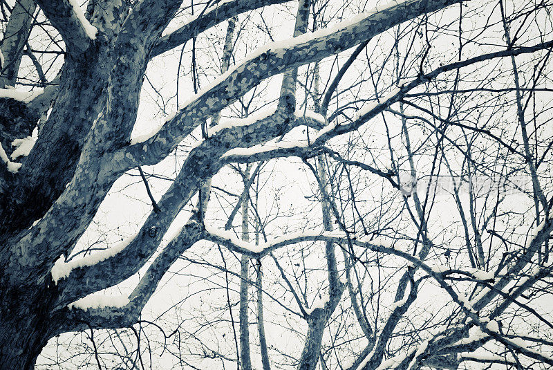 树上的雪，冬天