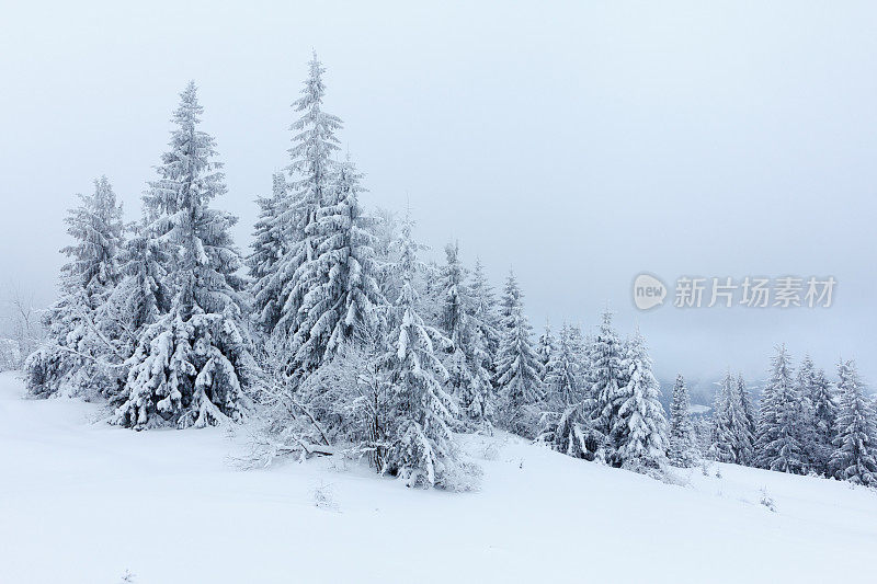 冬天的风景有雪冷杉树