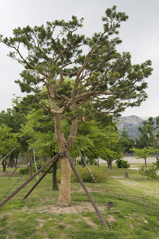景福宫花园里的树木