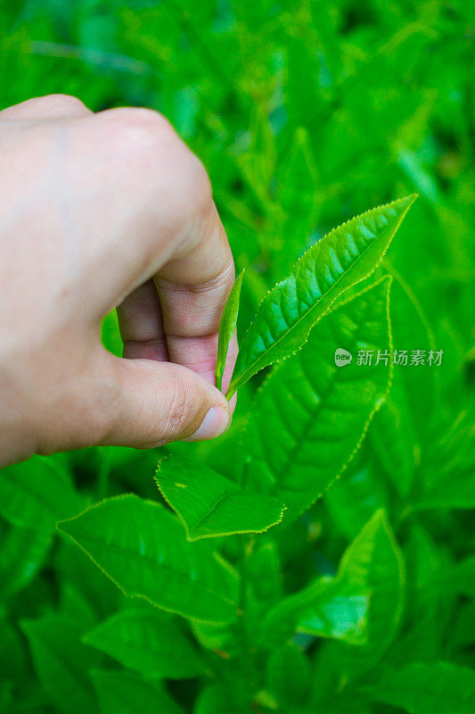 采摘茶叶