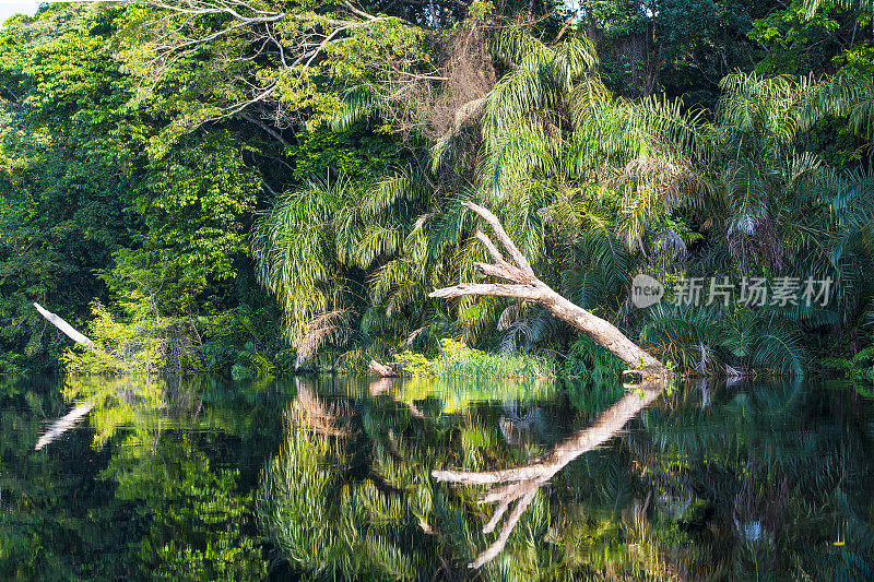 刚果河的海岸线