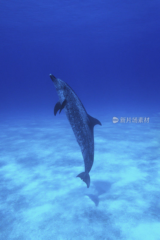 宽吻海豚，巴哈马