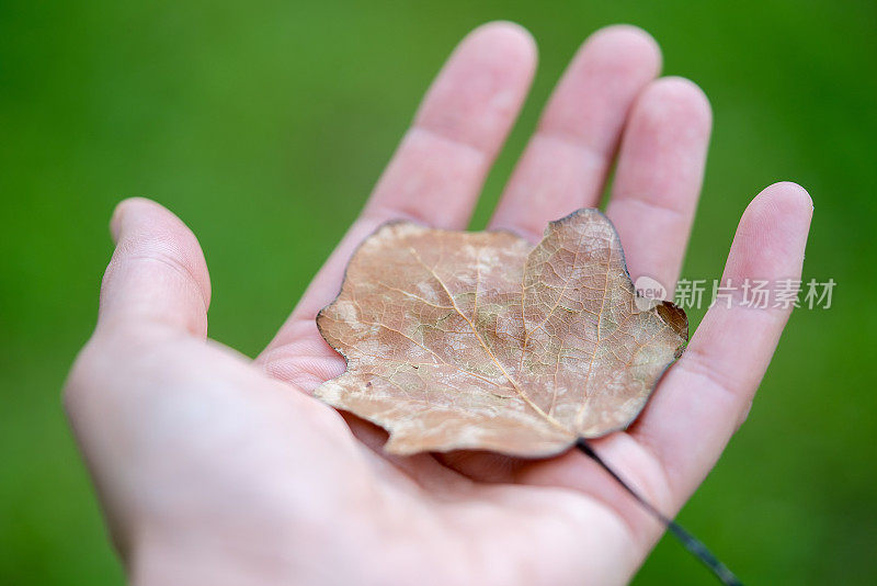 手中握着干叶