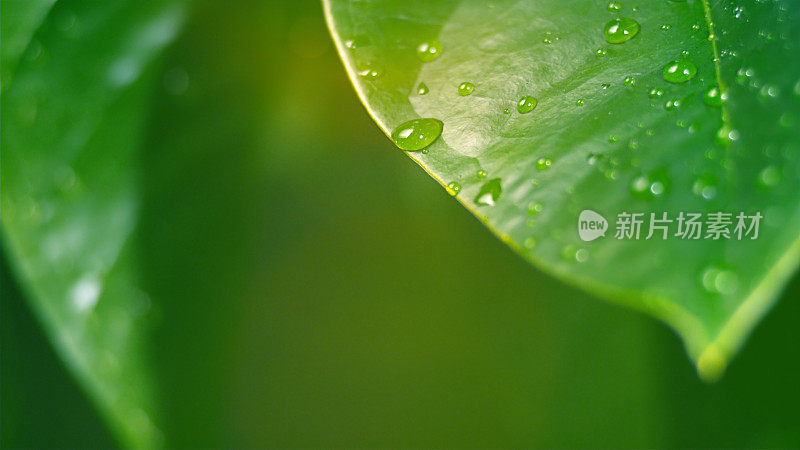 小雨打在叶