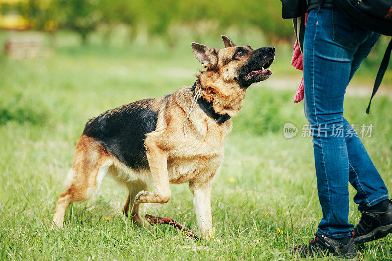 训练牧羊犬布朗德国牧羊犬在草地上