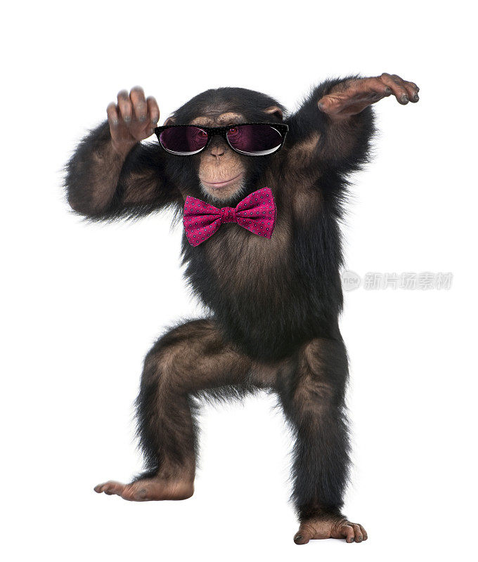 小黑猩猩戴着眼镜，打着领结