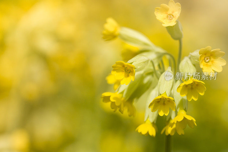 黄花九轮草