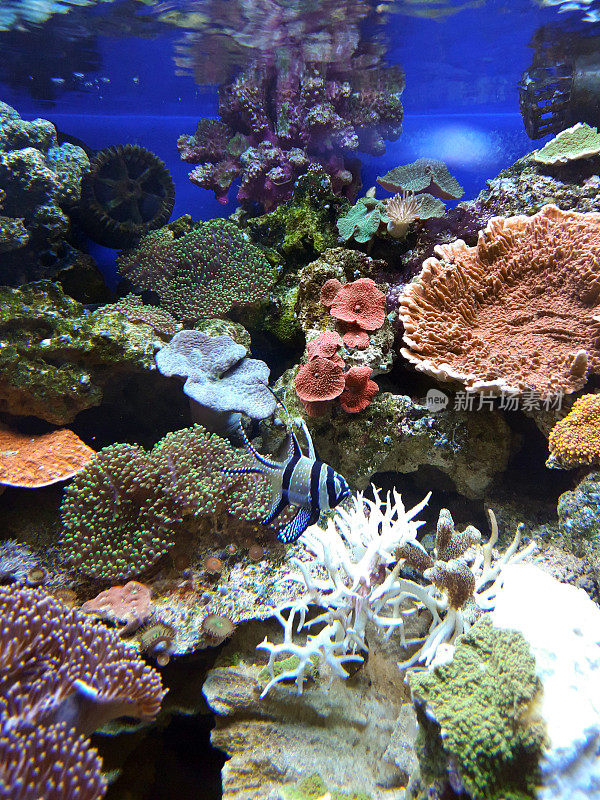 在水族馆的鱼缸里游泳的鱼