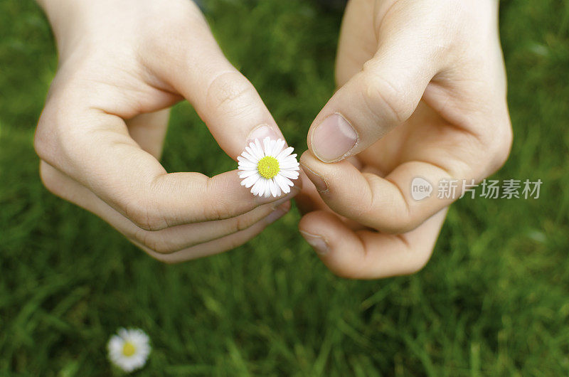 女孩摘雏菊