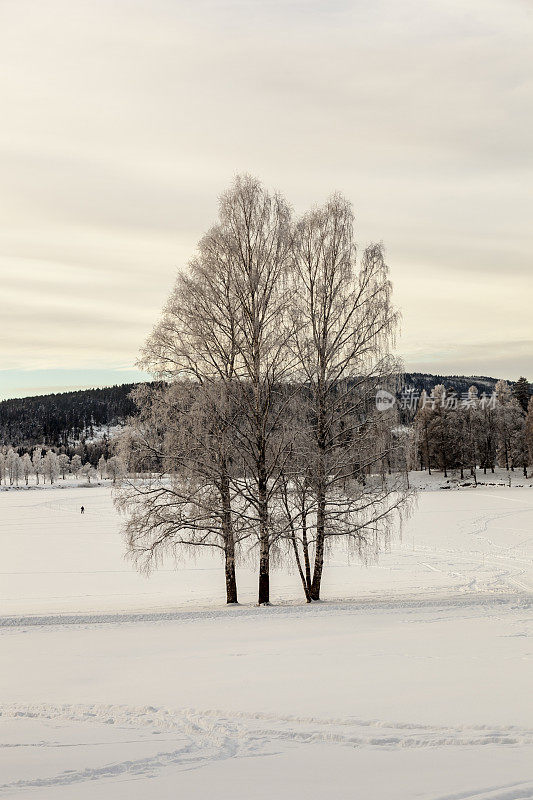 在冬天的日落与积雪的背光树景观。