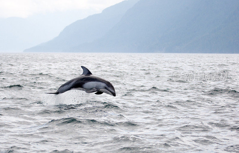 太平洋白边海豚跳跃