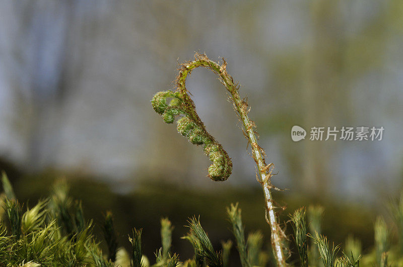 蕨类植物