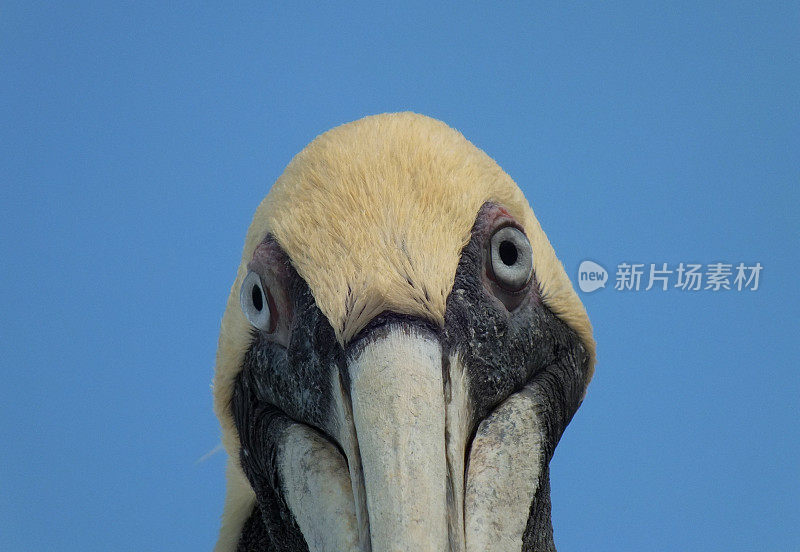 Pelican呆