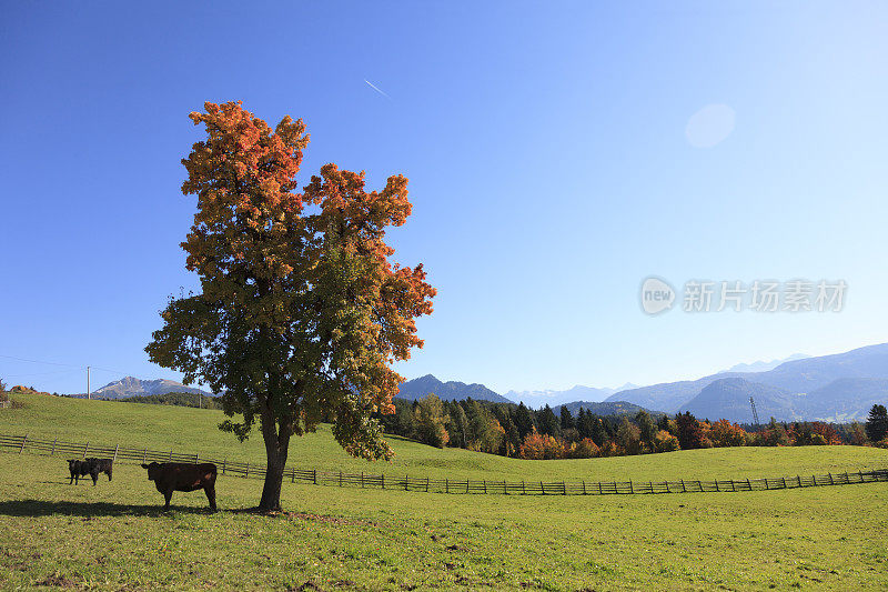 秋天山上草地上的大树和牛