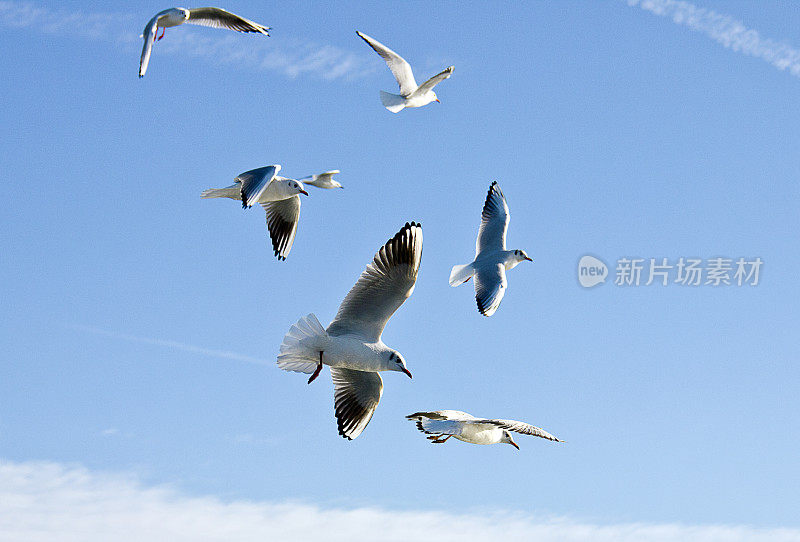 海鸥