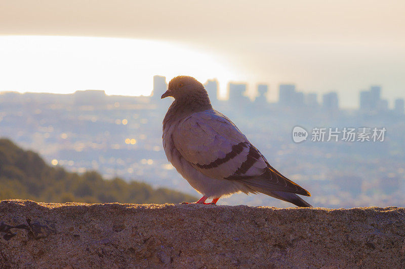 鸽子在巴塞罗那的日出