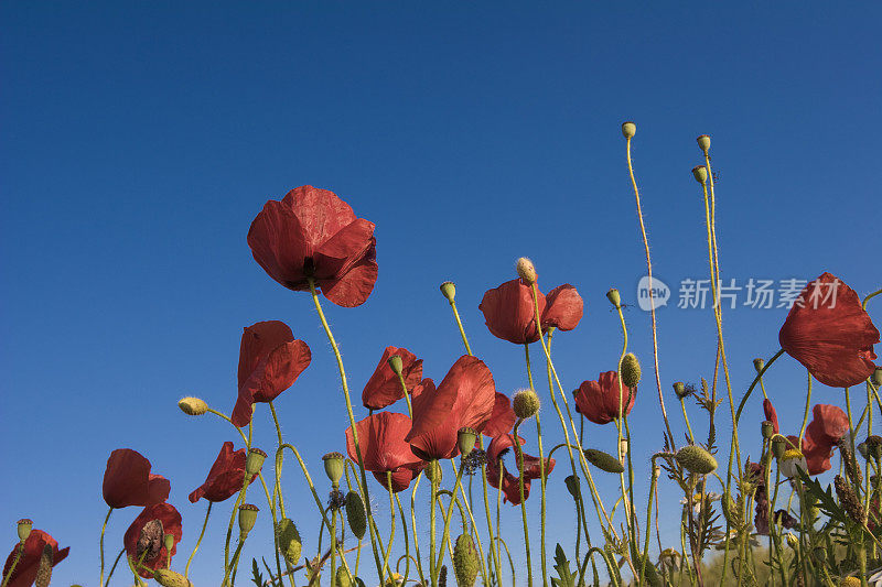 罂粟花