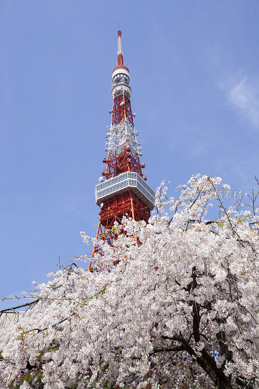 樱花(樱花)。