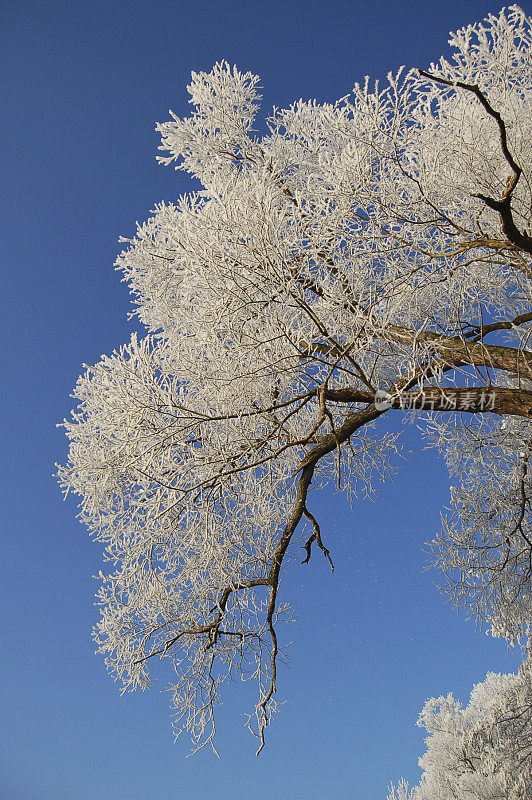 下雪的森林