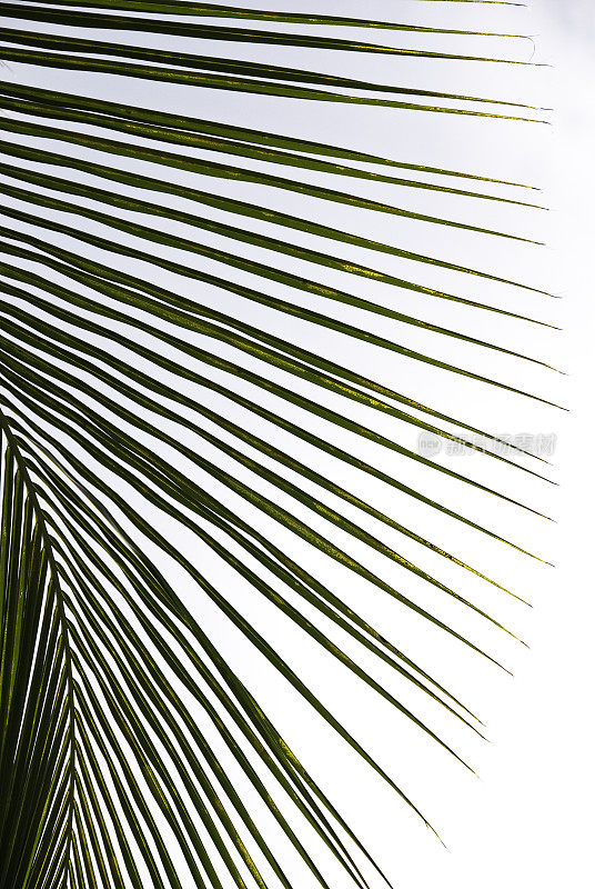 在白色背景上孤立的椰子叶