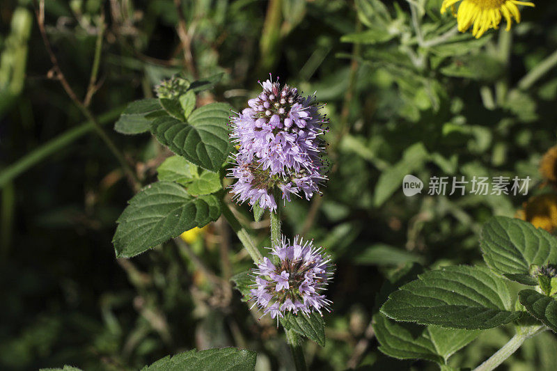 生长在小溪边的野生薄荷