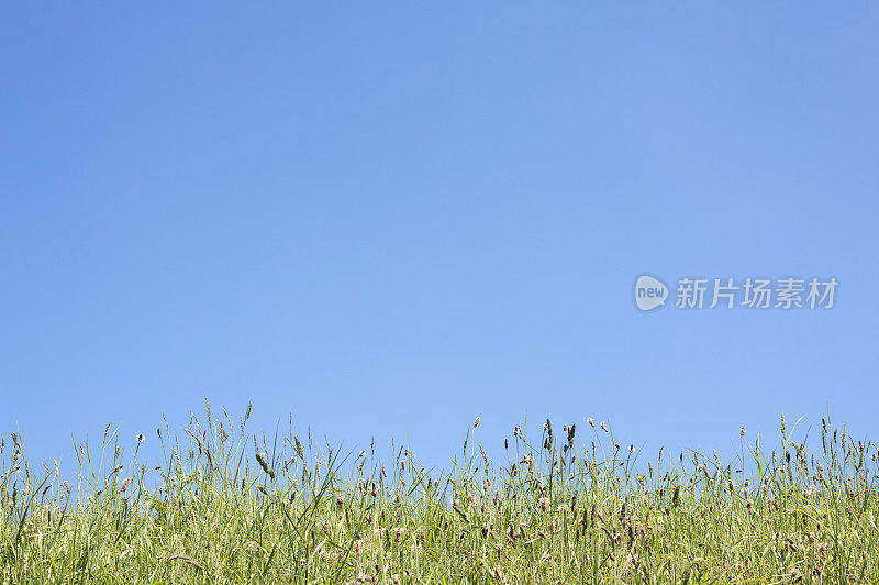 野草和晴朗的夏日蓝天与拷贝空间