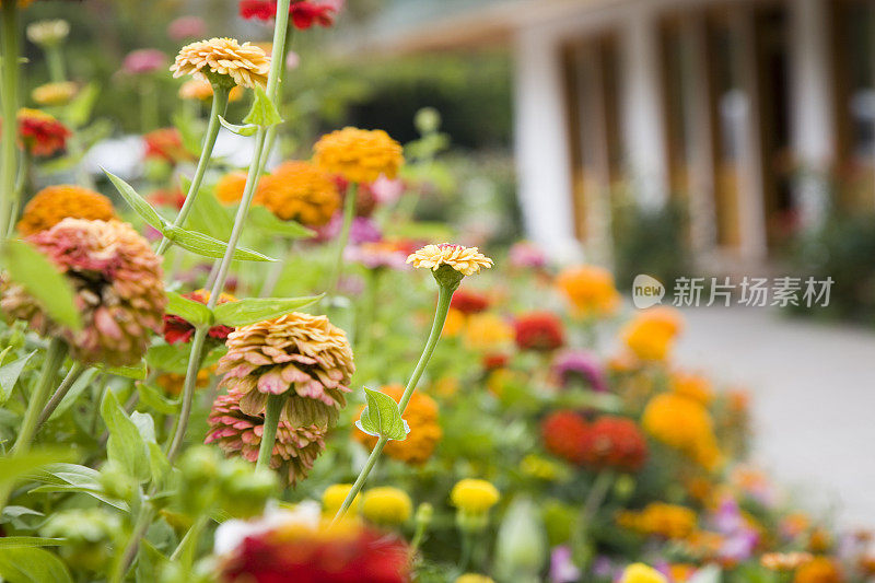 美丽的花朵