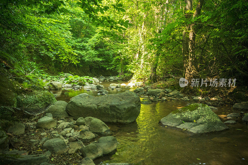 夏天，冰冷的河水在树林间流动