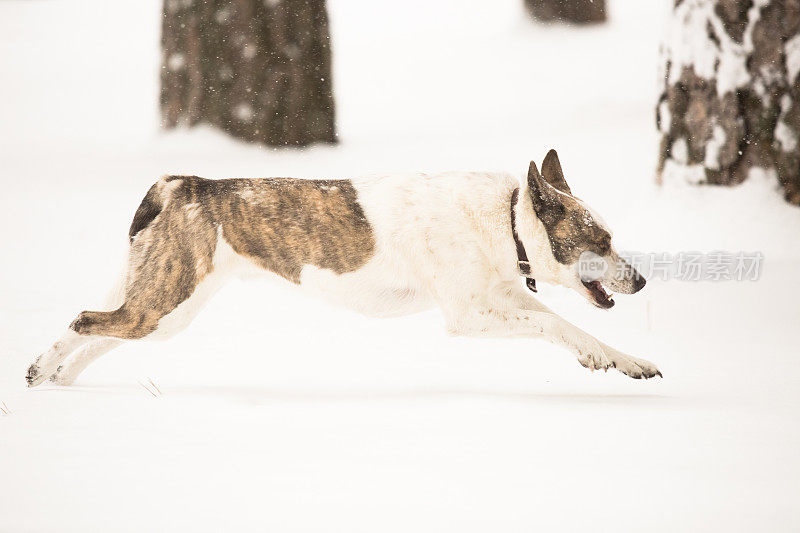 狗在冬天的雪中奔跑