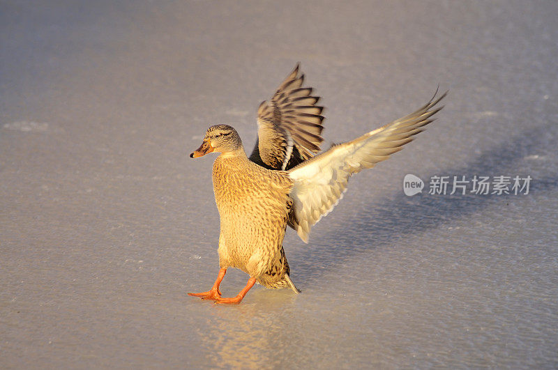 野鸭，白嘴鸭，在冰上着陆